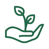 pianta